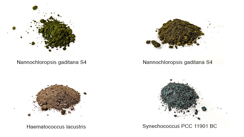 Asteasier microalgae strains